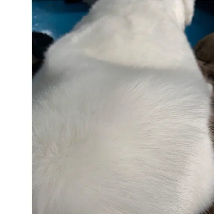 HJQJLJLS 2021 Winter Thick Warm Fur Coat Women Luxury Faux Fox Fuzzy Coat Female Stand Up Collar Fake Fur Jacket Black Outerwear - Simply Just Deals LLCHJQJLJLS 2021 Winter Thick Warm Fur Coat Women Luxury Faux Fox Fuzzy Coat Female Stand Up Collar Fake Fur Jacket Black Outerwear168182227;20250821;1755767767F9UpJS BUST 88 CMWhiteH0590bd44aa5b4e03abe57129a6c97841H